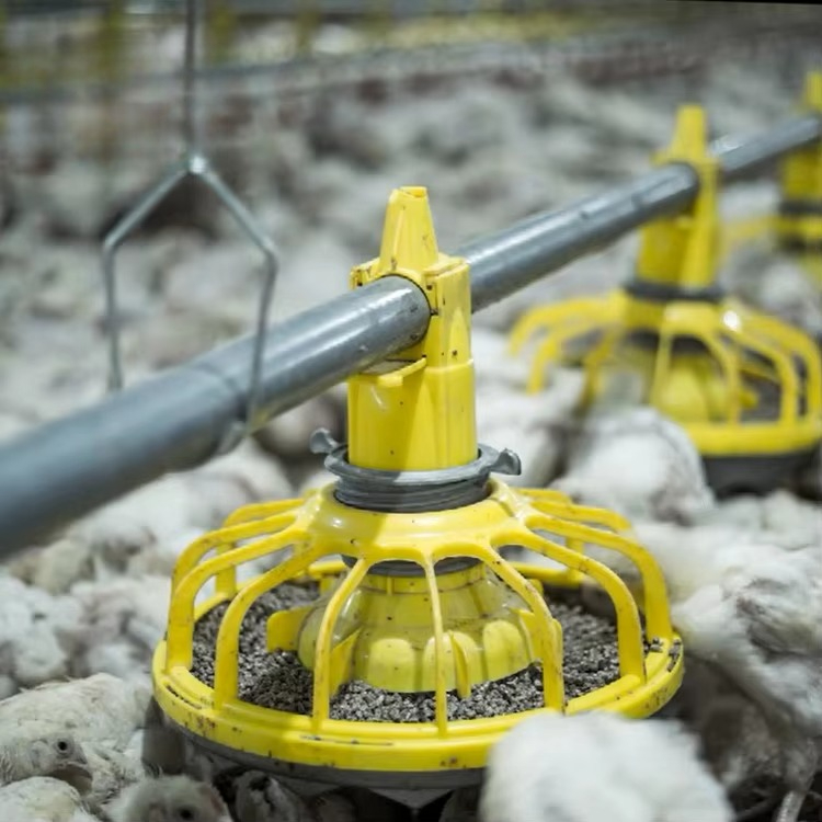 Farming Agriculture Equipment - Equipo agrícola para pollos y aves