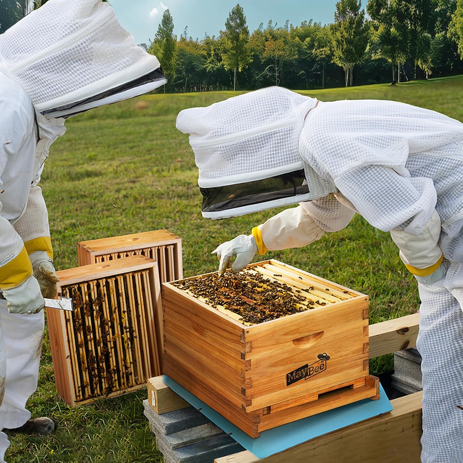 Kit de 8 cuadros para colmena  - Beehive Frame Wax reseña y precio