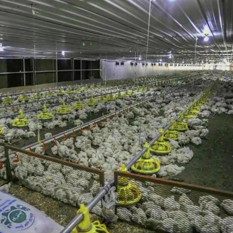 Equipo agrícola para pollos y  - Farming Agriculture Equipment reseña y precio