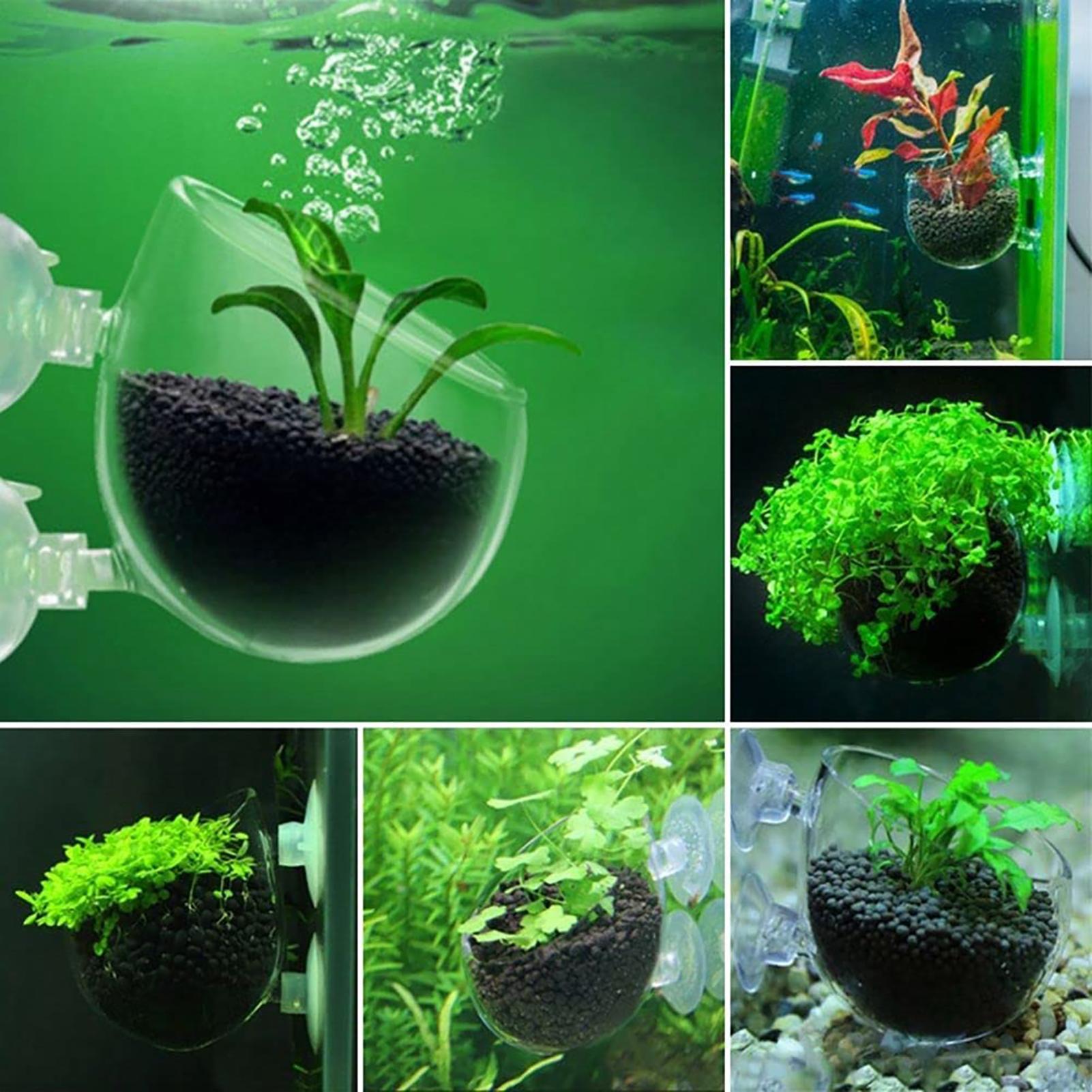 Maceta Acrílica para Plantas A - Plant Growth Regulator reseña y precio