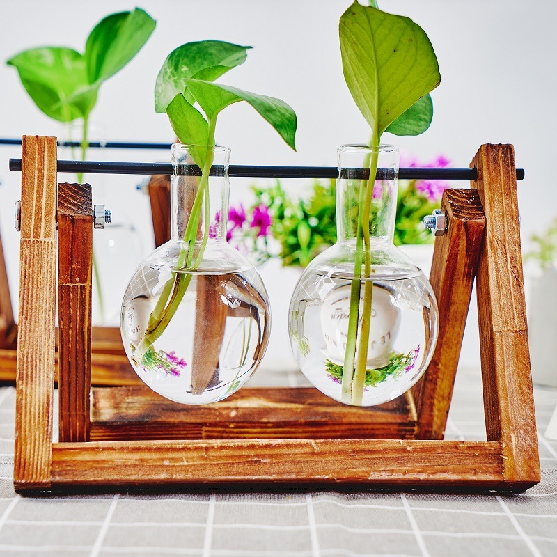 Maceta de vidrio de mesa, esta - Plant Growth Regulator reseña y precio